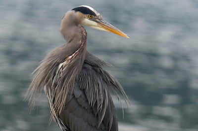 heron puffed 2